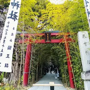 来宮神社の大楠