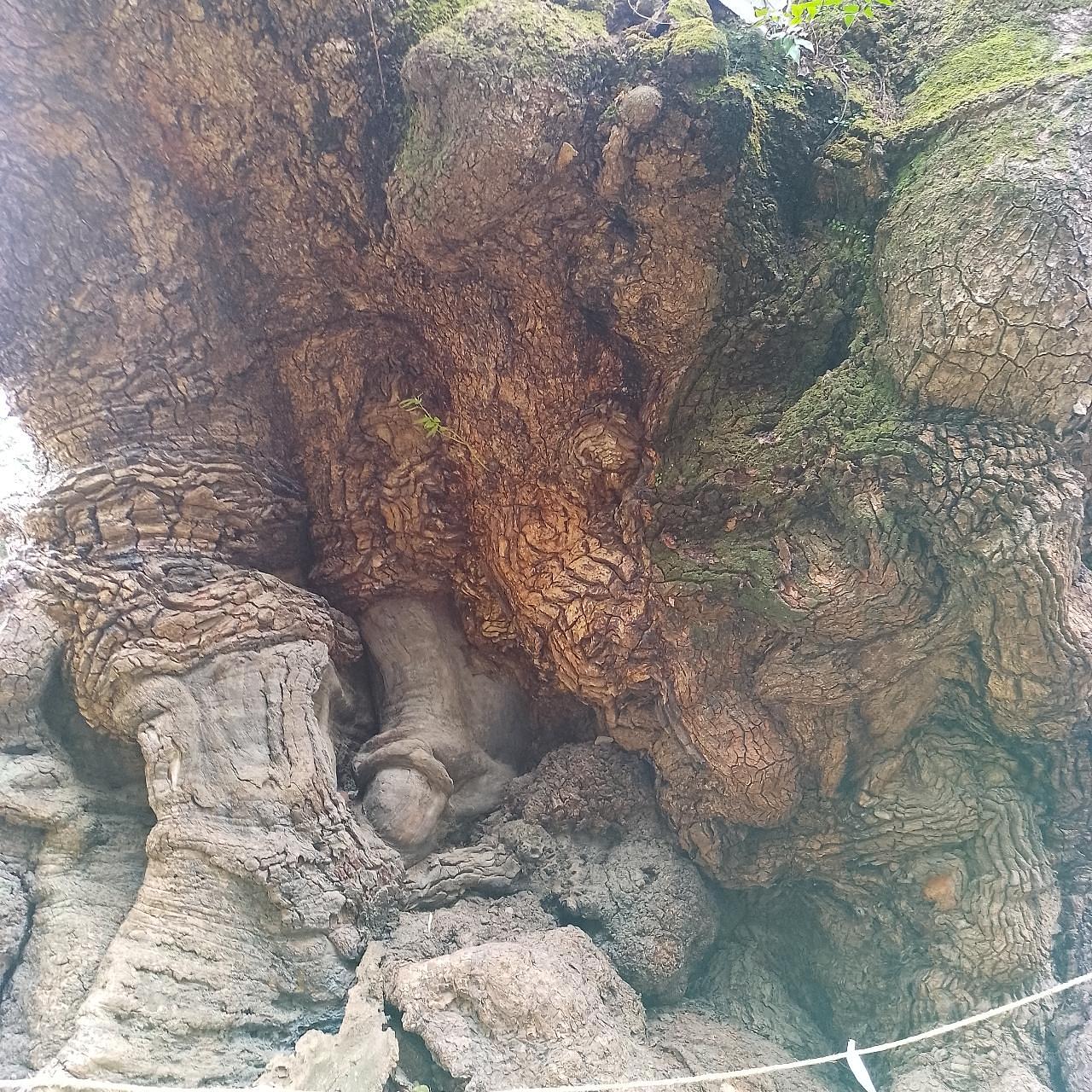 のんびりんこさんが投稿した来宮神社の大楠に関する口コミの画像