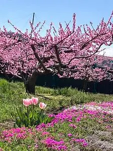 花鳥山