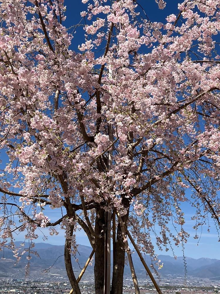 Nさんが投稿した花鳥山に関する口コミの画像