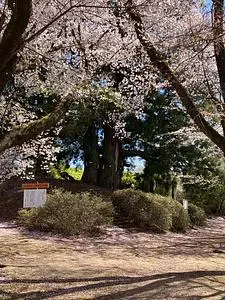 花鳥山一本杉の桜