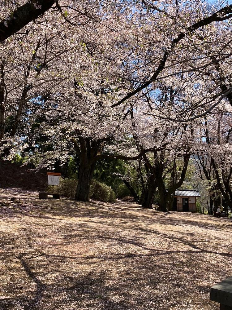 Nさんが投稿した花鳥山一本杉の桜に関する口コミの画像