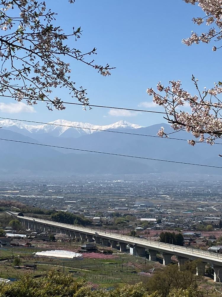 Nさんが投稿した花鳥山一本杉の桜に関する口コミの画像