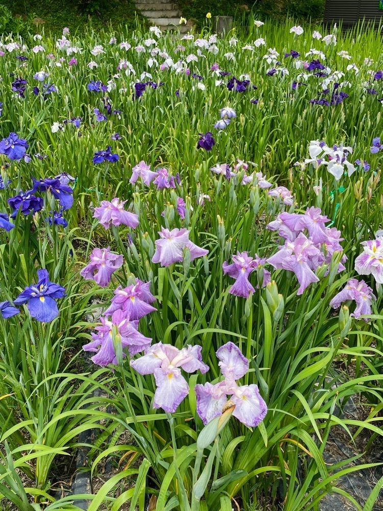 ダルマ大使さんが投稿した小國神社花菖蒲園に関する口コミの画像