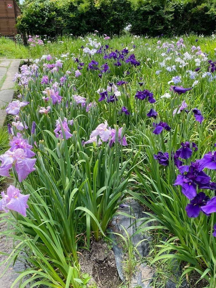 ダルマ大使さんが投稿した小國神社花菖蒲園に関する口コミの画像