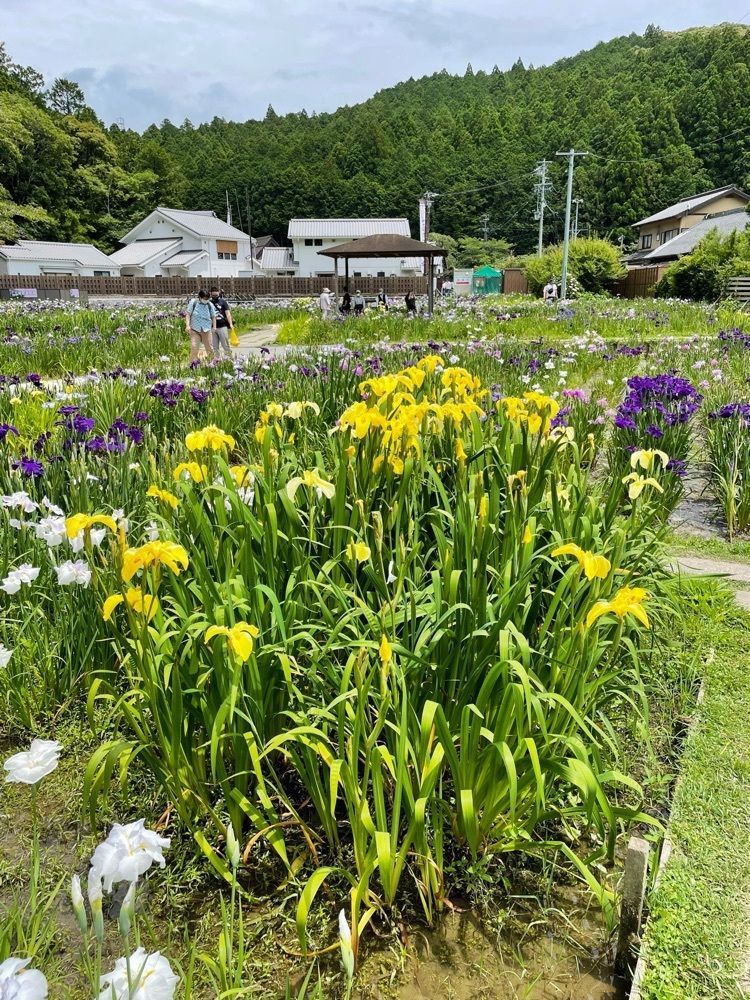 ダルマ大使さんが投稿した小國神社花菖蒲園に関する口コミの画像