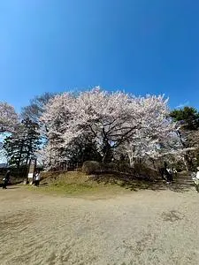 御殿桜
