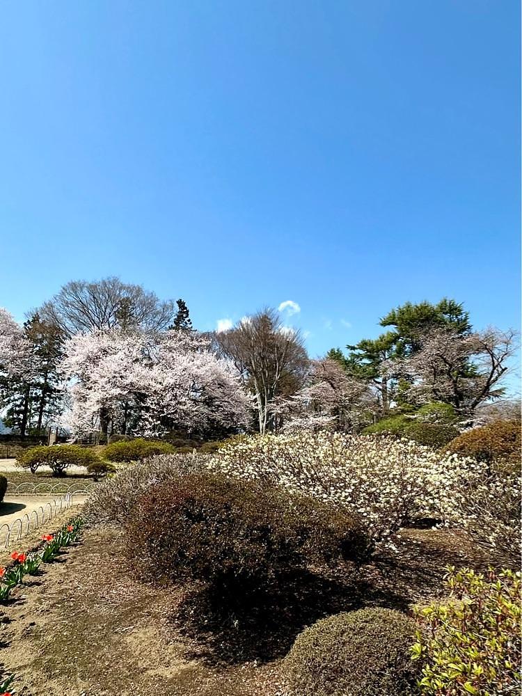 からっ風②さんが投稿した御殿桜に関する口コミの画像