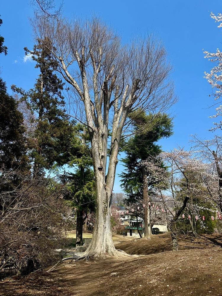からっ風②さんが投稿した御殿桜に関する口コミの画像