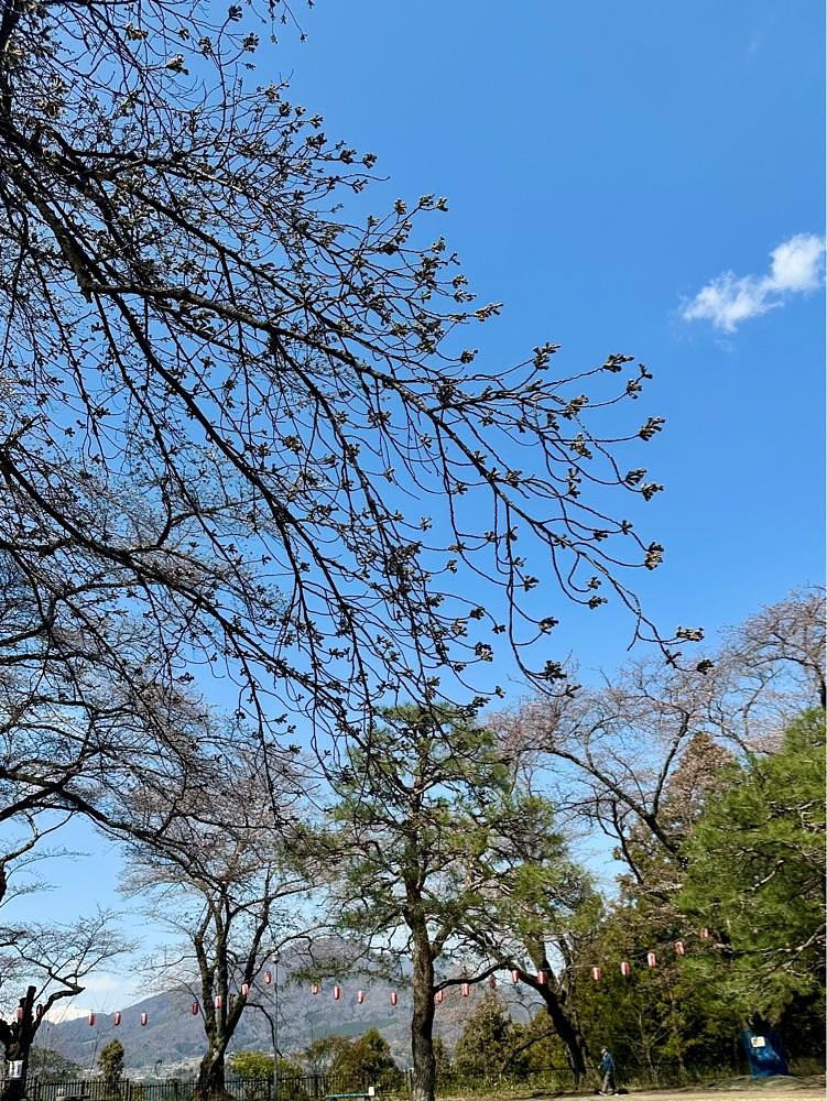 からっ風②さんが投稿した御殿桜に関する口コミの画像