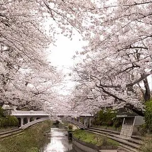 元荒川の桜