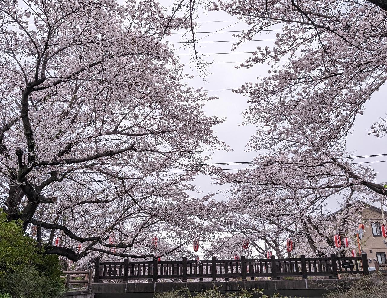 Pさんが投稿した元荒川の桜に関する口コミの画像