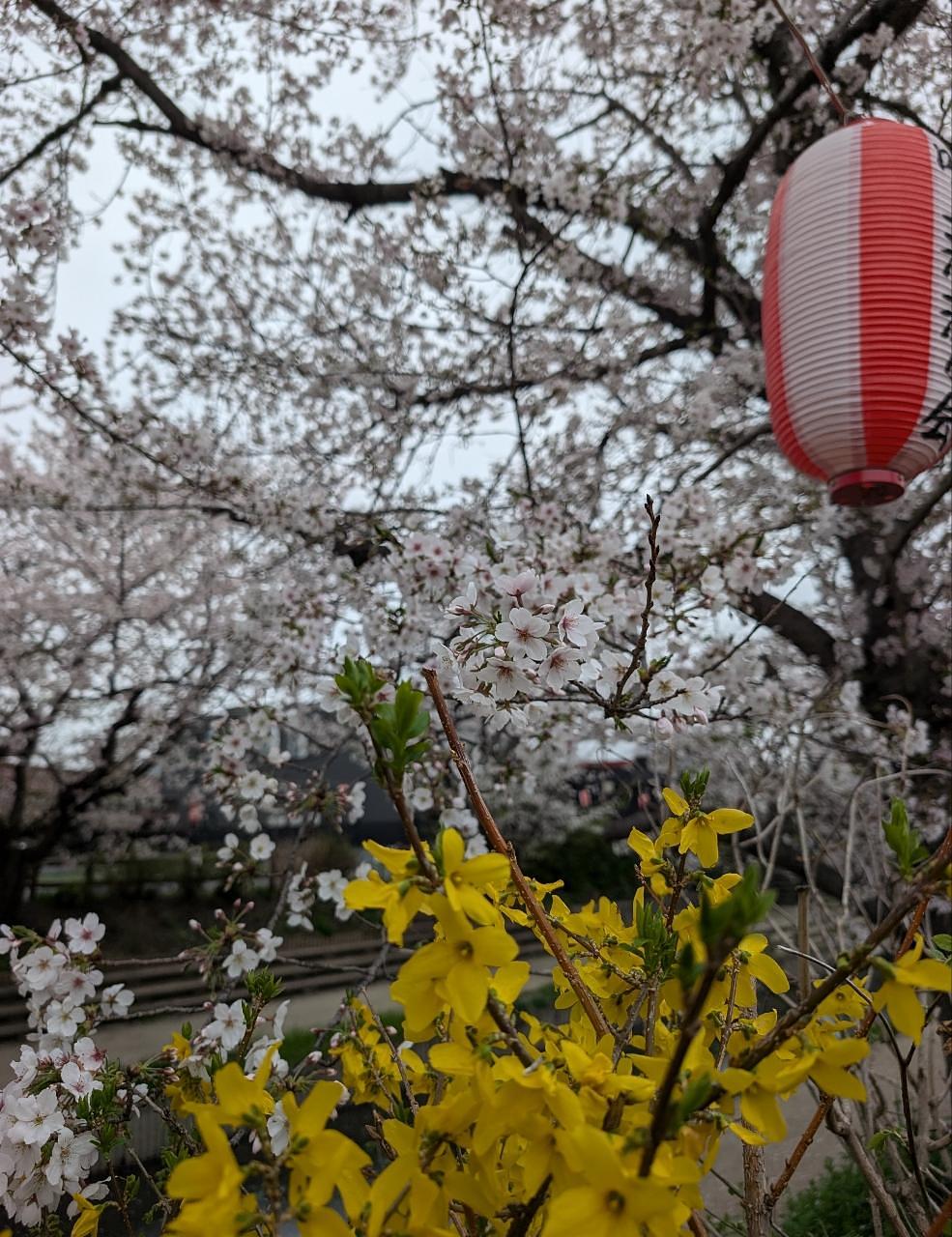 Pさんが投稿した元荒川の桜に関する口コミの画像