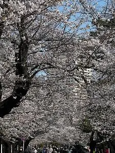 谷中霊園 2枚目