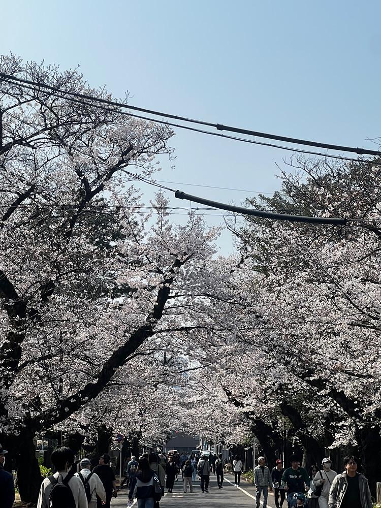 🤎アイヒンまま🤎さんが投稿した谷中霊園に関する口コミの画像