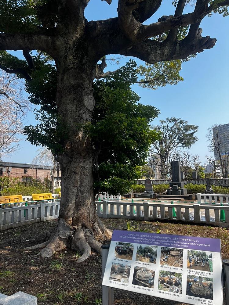 🤎アイヒンまま🤎さんが投稿した谷中霊園に関する口コミの画像