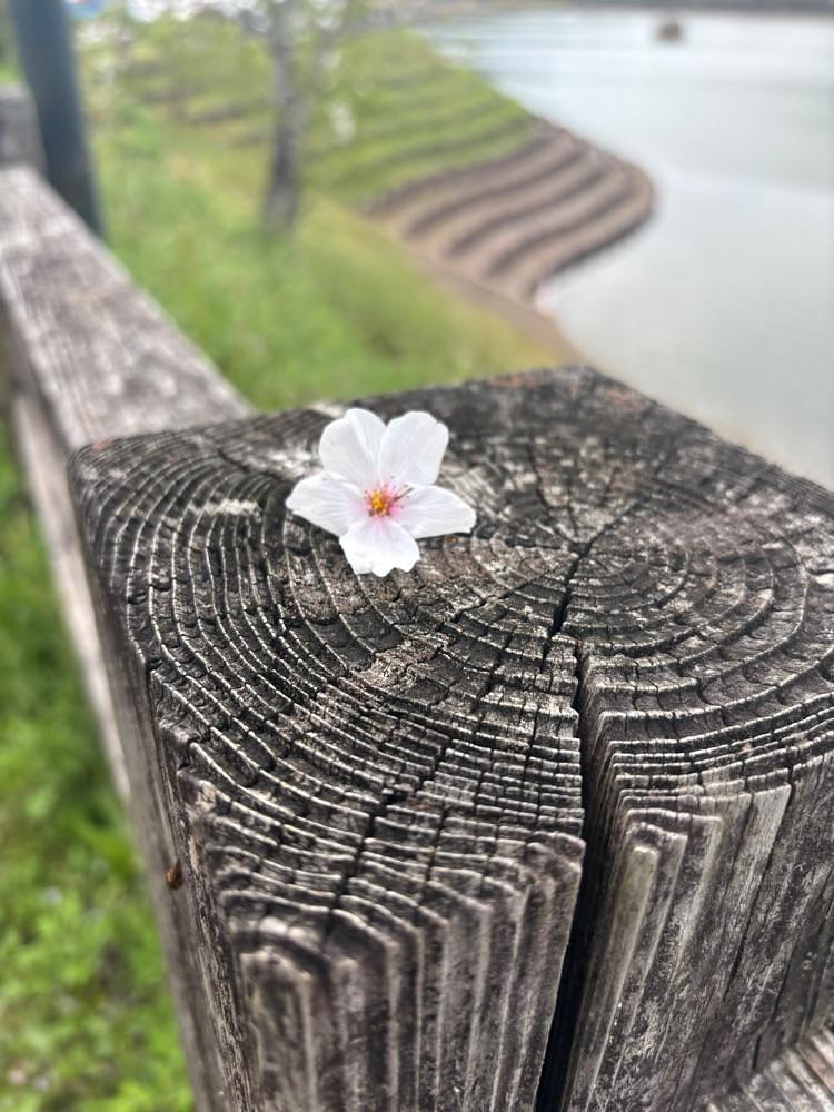 luckyさんが投稿した立岡自然公園に関する口コミの画像