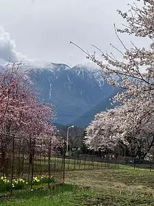 眞原の桜並木