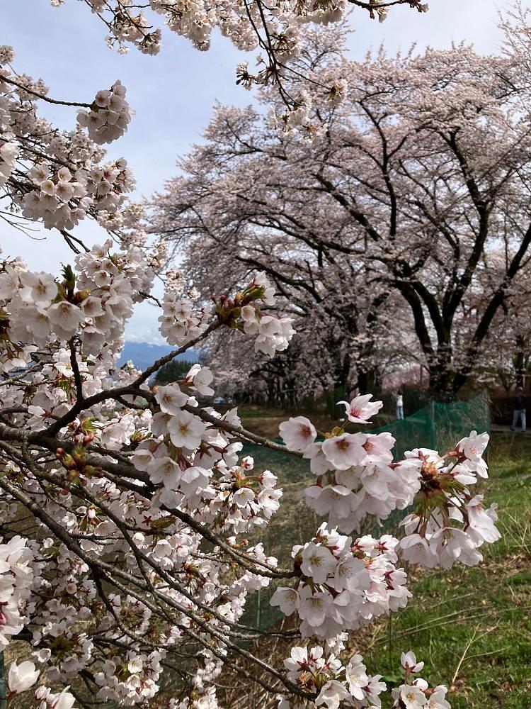 Nさんが投稿した眞原の桜並木に関する口コミの画像