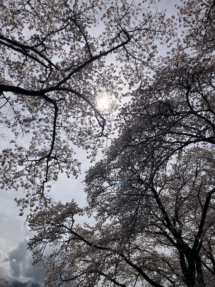 Nさんが投稿した眞原の桜並木に関する口コミの画像