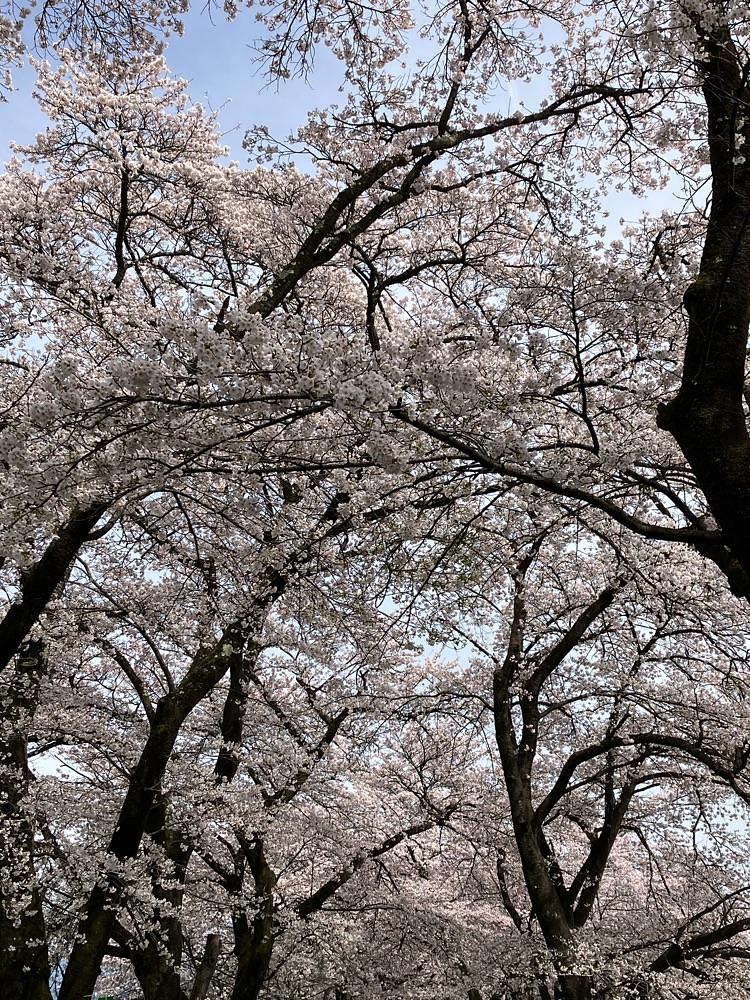 Nさんが投稿した眞原の桜並木に関する口コミの画像