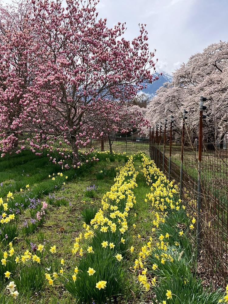 Nさんが投稿した眞原の桜並木に関する口コミの画像