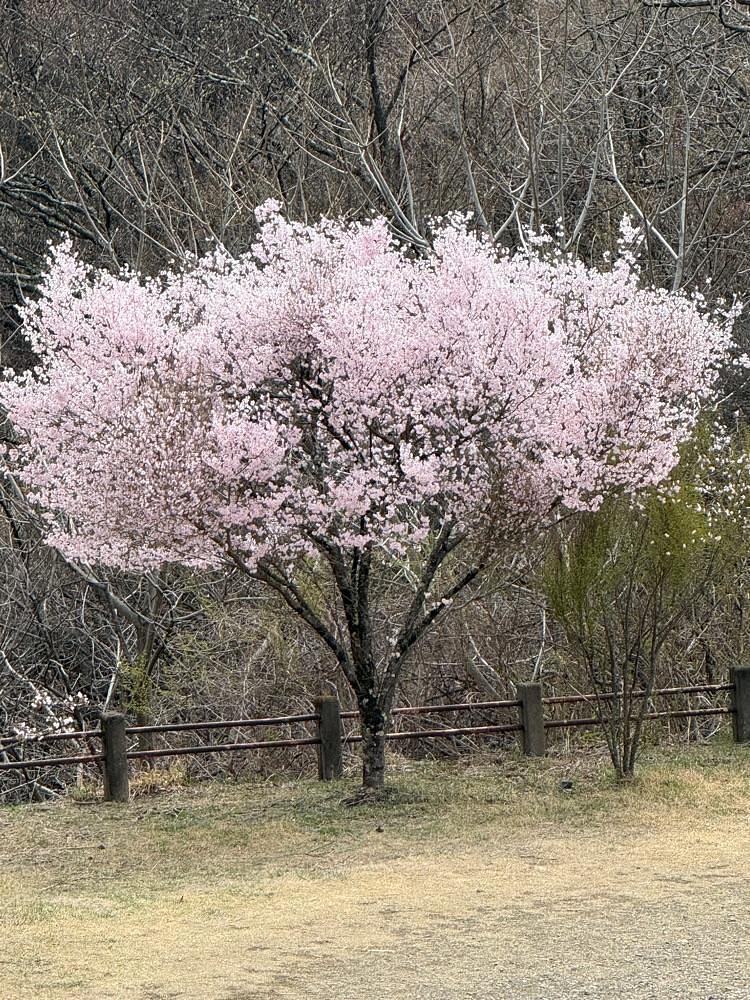 junさんが投稿したさくらの里に関する口コミの画像