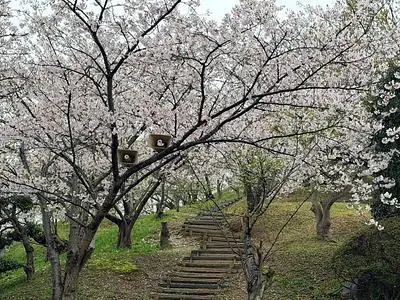 桃陵公園の桜