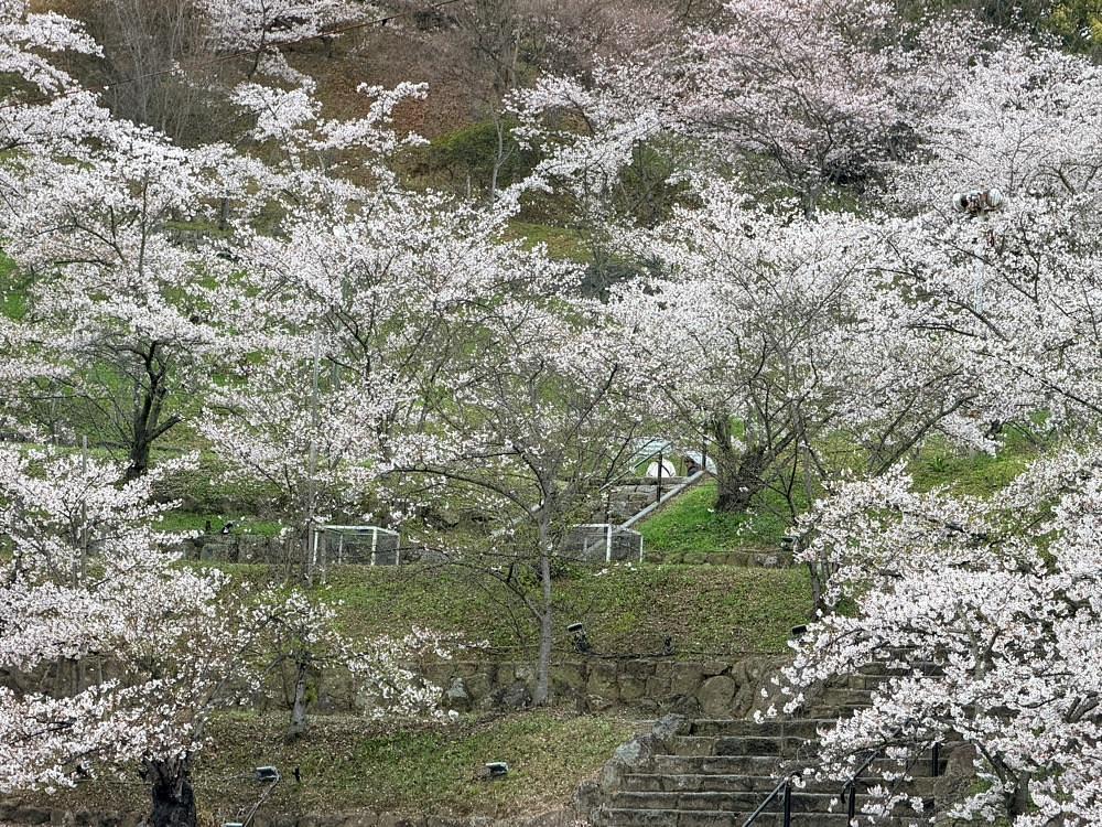 haruu harukuroさんが投稿した桃陵公園の桜に関する口コミの画像