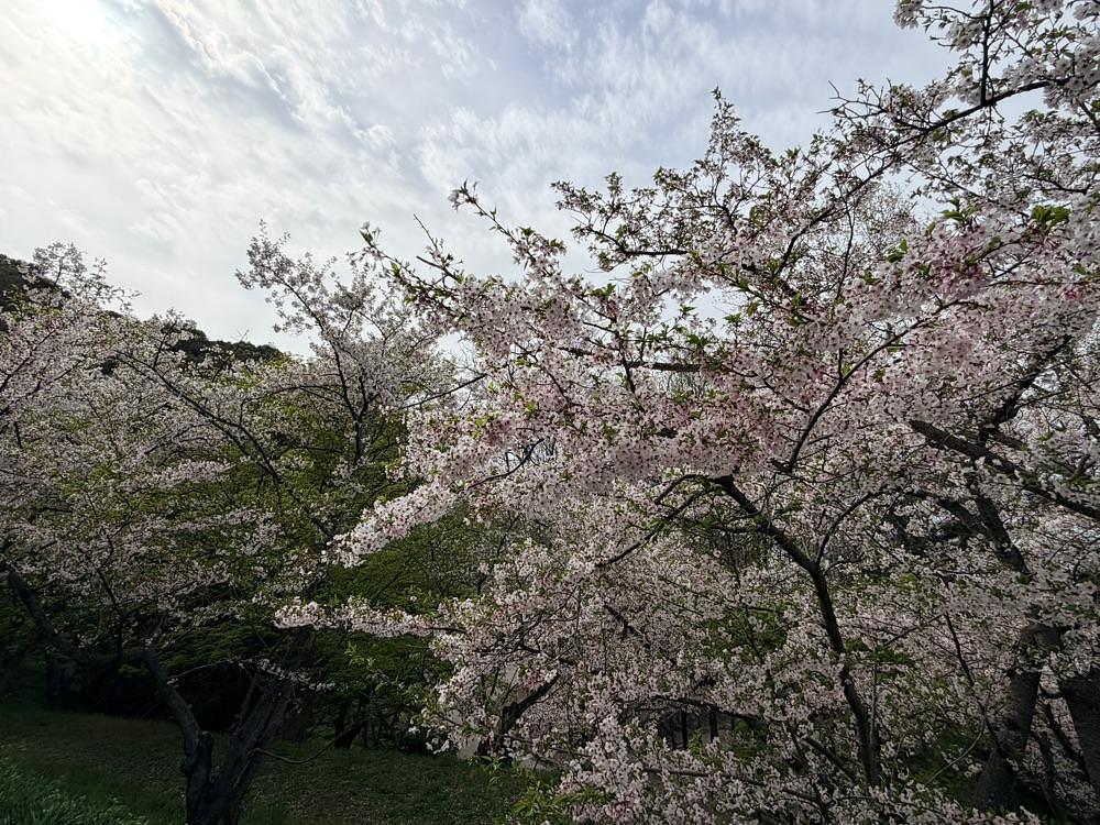 haruu harukuroさんが投稿した桃陵公園の桜に関する口コミの画像