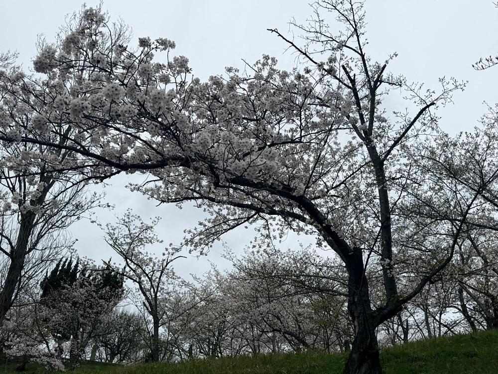 haruu harukuroさんが投稿した桃陵公園展望台に関する口コミの画像