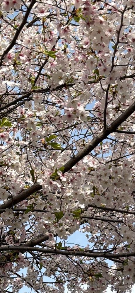 haruu harukuroさんが投稿した桃陵公園に関する口コミの画像