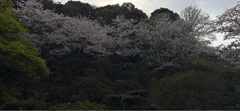 haruu harukuroさんが投稿した桃陵公園に関する口コミの画像