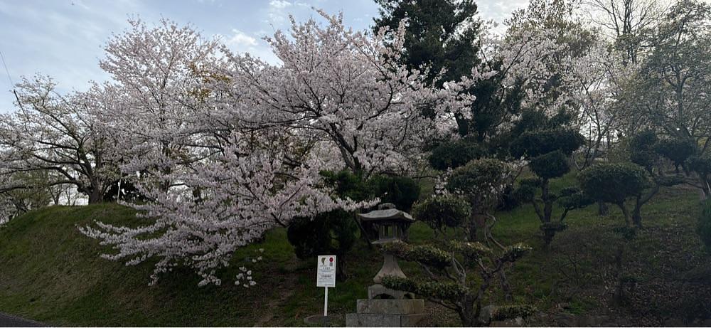 haruu harukuroさんが投稿した桃陵公園に関する口コミの画像