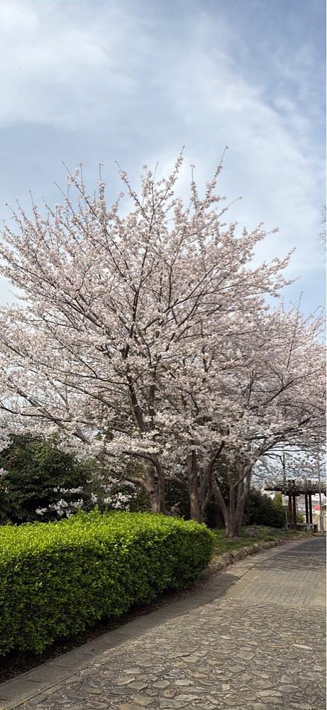 haruu harukuroさんが投稿した桃陵公園に関する口コミの画像