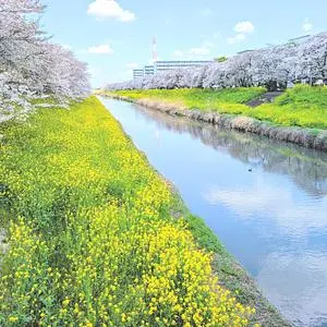 青毛堀の桜堤