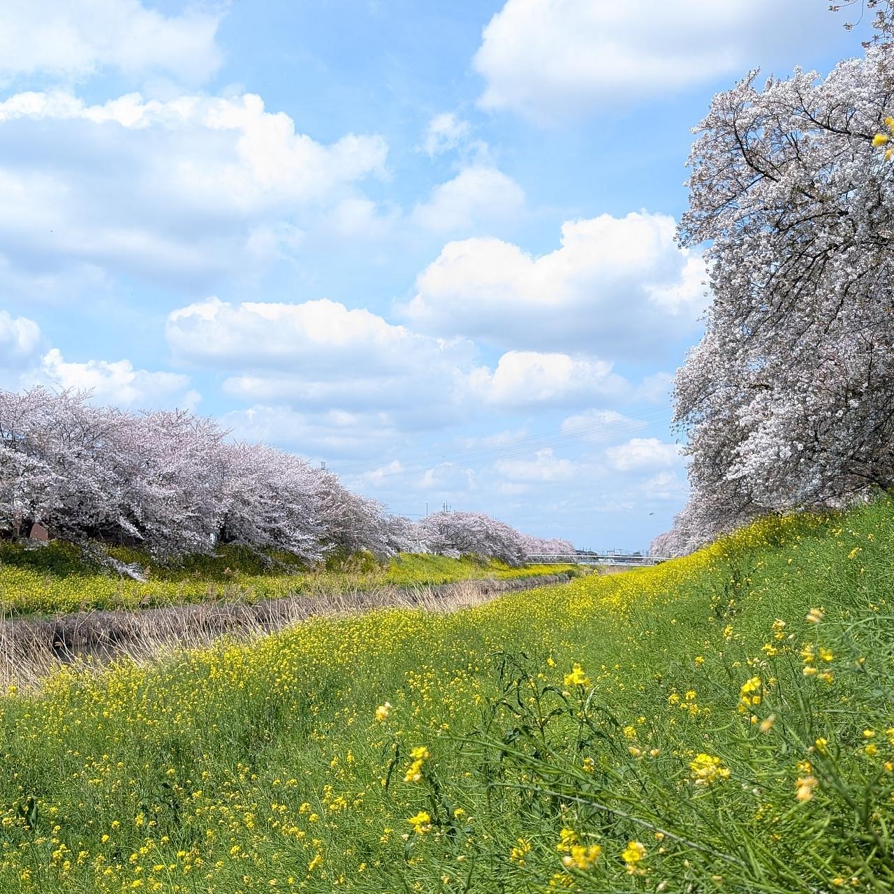Pさんが投稿した青毛堀の桜堤に関する口コミの画像