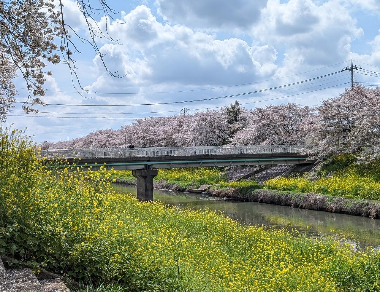 Pさんが投稿した青毛堀の桜堤に関する口コミの画像