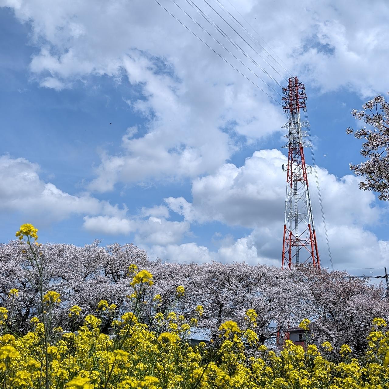 Pさんが投稿した青毛堀の桜堤に関する口コミの画像