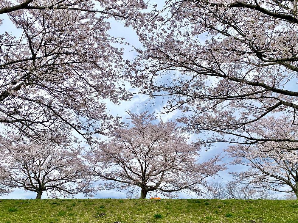 calm_gift_1030さんが投稿した白沢公園に関する口コミの画像