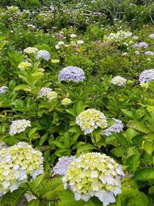 極楽寺のあじさい 7枚目