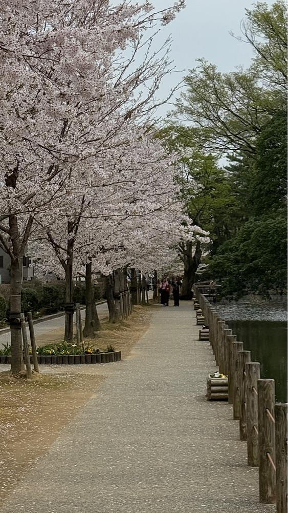たか富山人さんが投稿した兼六園の桜に関する口コミの画像