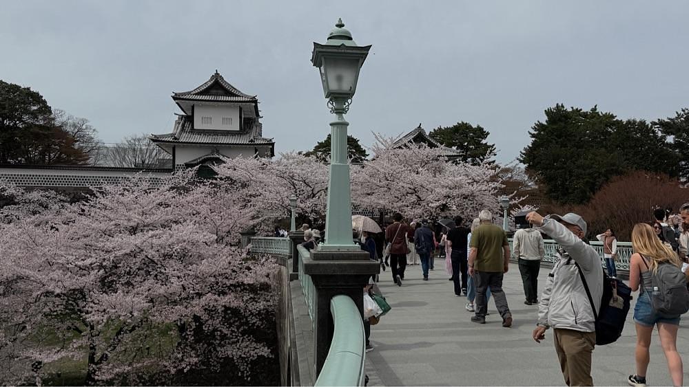 たか富山人さんが投稿した兼六園の桜に関する口コミの画像