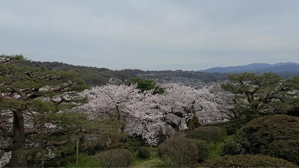 たか富山人さんが投稿した兼六園の桜に関する口コミの画像