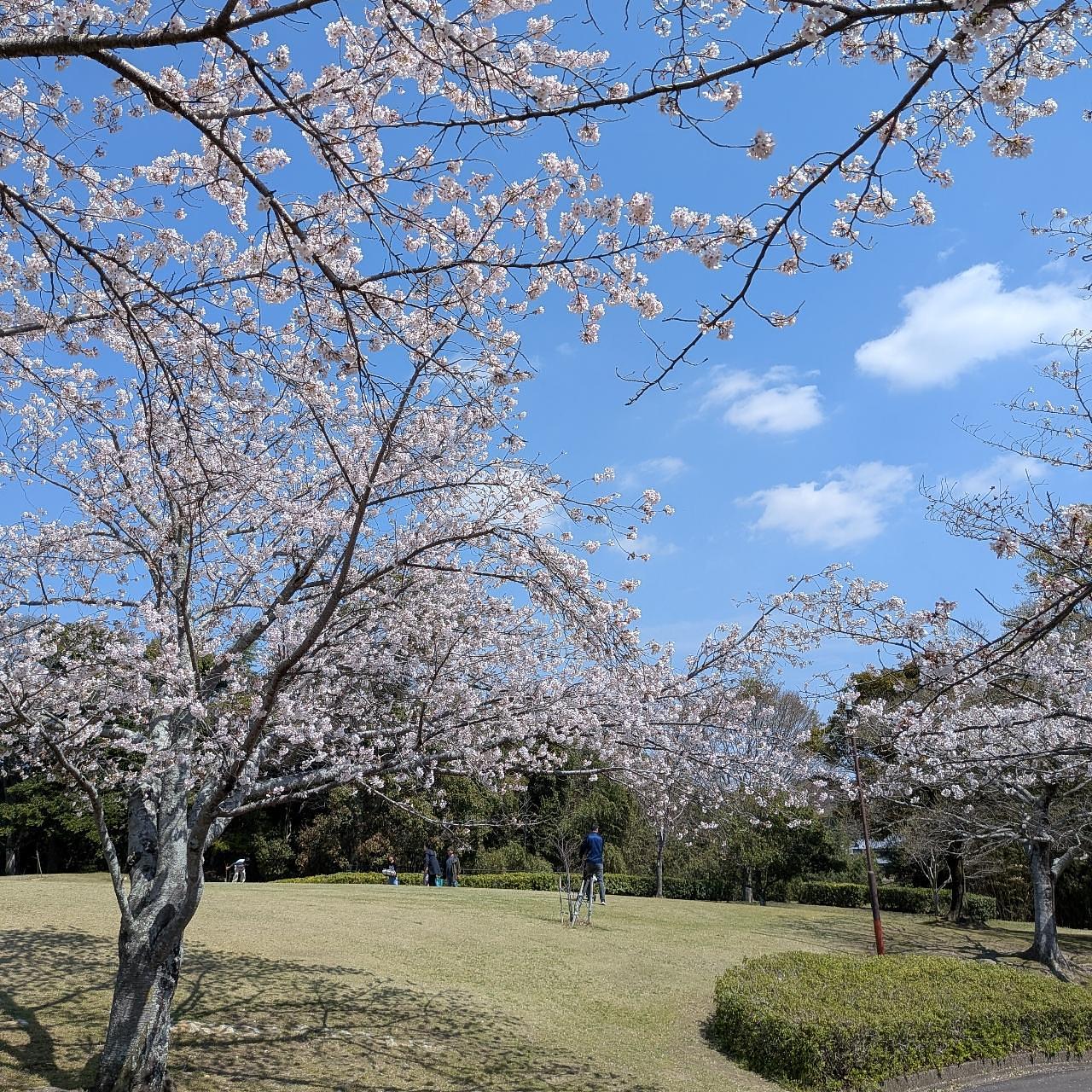 ぬっくさんが投稿した亀山城跡に関する口コミの画像