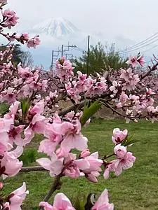 新府桃源郷のモモ