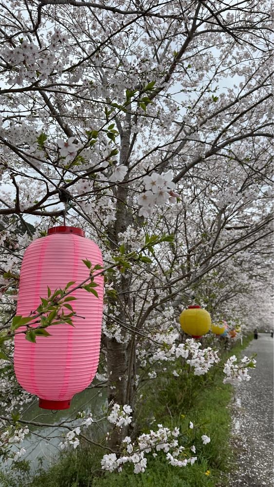 みぃさんが投稿した勝浦町に関する口コミの画像