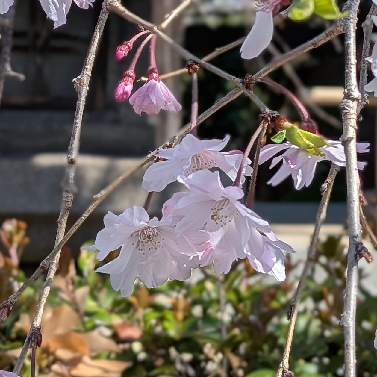 ぬっくさんが投稿した三輪駅に関する口コミの画像