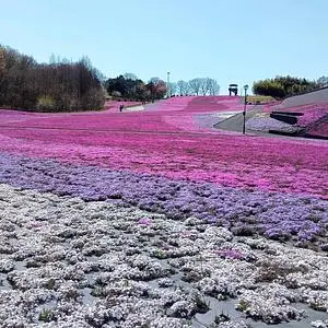 市貝町芝ざくら公園