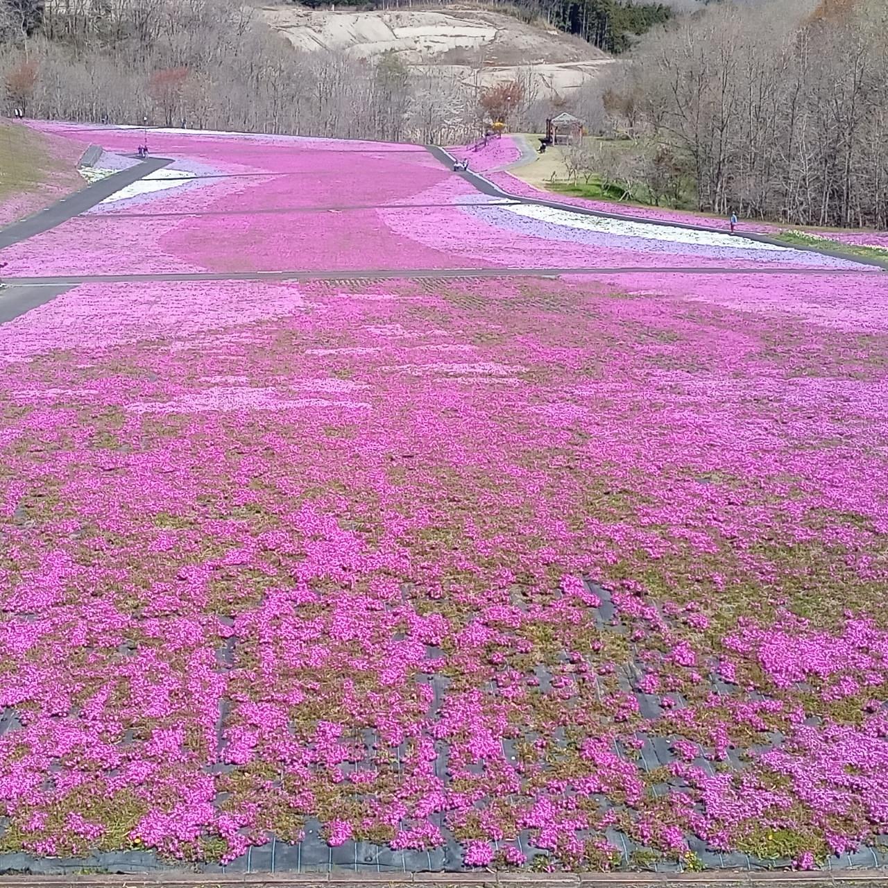 チッチママさんが投稿した市貝町芝ざくら公園に関する口コミの画像